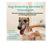 Dog Grooming Services in Chandigarh