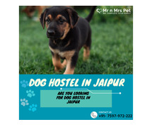 Dog Sitter in Jaipur