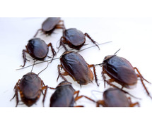 Home Pest Control and Commercial Pest Control