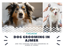 Dog Groomers in Ajmer