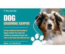 Dog Groomers in Kanpur