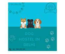 Dog Sitter in Delhi