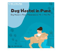 Dog Hostel & Dog Sitter in Pune | Mr n Mrs Pet