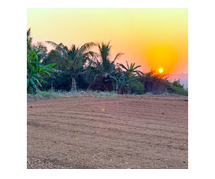 Agricultural Land for Sale in Hosur - Your Opportunity to Cultivate Success