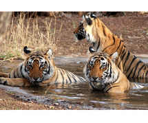 Ranthambore taxi service in jaipur with Dream Cab Service