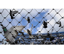 Best pigeon safety nets in Bangalore