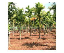 Agricultural Land for Sale in Bangalore - Your Opportunity for a Green Investment.
