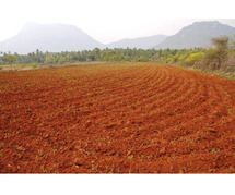 Farm Land for Sale Near Bangalore - Buy Farm Plots for Investment and Cultivation.