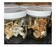 Buy Golden Teacher Mushrooms in AU