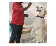 Best Dog Training School in Bangalore | Expert Guidance