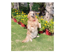 Best Dog Training School in Delhi | Expert Guidance