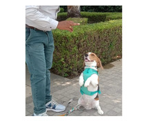 Best Dog Training School in Chennai | Expert Guidance