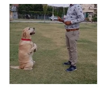 Best Dog Training School in Hyderabad | Expert Guidance