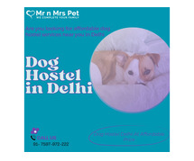Best Dog Sitter Delhi at Affordable Price