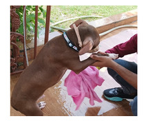 Best Dog Training School in Mumbai | Expert Guidance