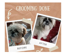 Dog Grooming Services in Mumbai: Dog Baths, Haircuts