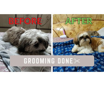 Dog Grooming Services in Pune: Dog Baths, Haircuts
