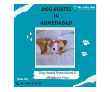 Best Dog Sitter Ahmedabad at Affordable Price