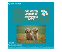 Best Dog Sitter Bhopal at Affordable Price