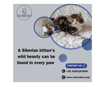 Siberian Kittens for Sale in Bangalore