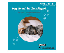 Best Dog Sitter Chandigarh at Affordable Price