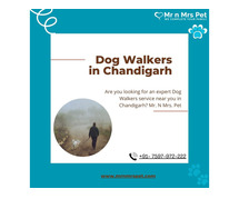 Expert Dog Walking Services Chandigarh