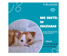 Best Dog Sitter Ghaziabad at Affordable Price