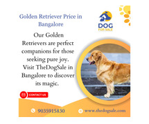 Golden Retriever Price in India Bangalore
