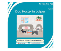 Best Dog Sitter Jaipur at Affordable Price