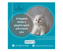 Buy Ragdoll Kittens in Bangalore