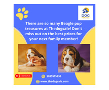 Beagle Price in Bangalore