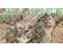 Monkey Safety Nets In Bangalore