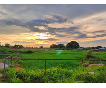 Managed Farmlands at Anugraha: A Symphony of Nature and Agriculture.