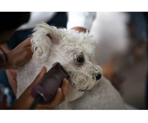 Dog Grooming Services in Faridabad: Dog Baths, Haircuts