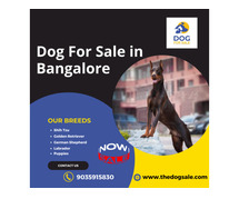 Dog For Sale in Bangalore