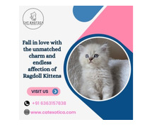 Ragdoll Cat in Bangalore