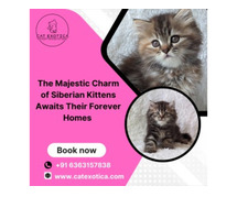 Buy Siberian Kittens in Bangalore