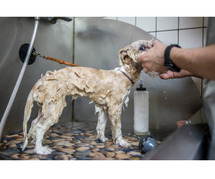 Dog Grooming Services in Ghaziabad: Dog Baths, Haircuts