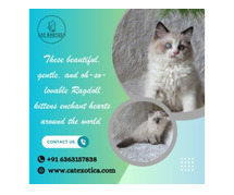 Ragdoll Cat for Sale in Bangalore