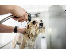 Dog Grooming Services in Lucknow: Dog Baths, Haircuts