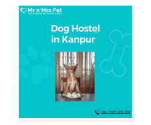 Best Dog Sitter Kanpur at Affordable Price