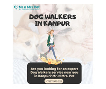 Affordable Dog Walkers Kanpur