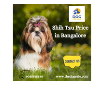 Shih Tzu Price in Bangalore