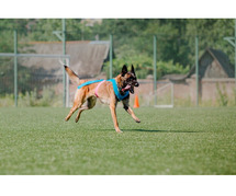 Best Dog Training School in Surat | Behaviour & Toilet Trainer