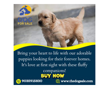 Dog Puppies for Sale  in Bangalore