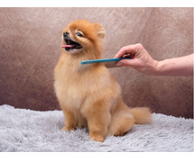 Dog Grooming Services in Agra: Dog Baths, Haircuts