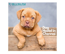 Dog Hostel & Pet Boarding Service in Chennai