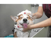 Dog Grooming Services in Ajmer: Dog Baths, Haircuts