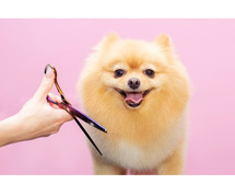 Dog Grooming Services in Kanpur: Dog Baths, Haircuts