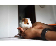 Buy Healthy Guinea Pigs for sale in Jaipur at Affordable Price